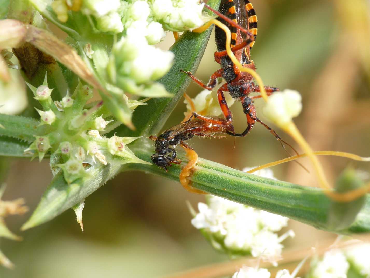 Rhynocoris erhytropus con preda